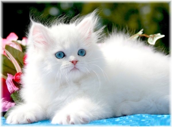 معرفي و آشنايي با گربه چين چيلا - دانشنامه حيوانات و گياهان آريا