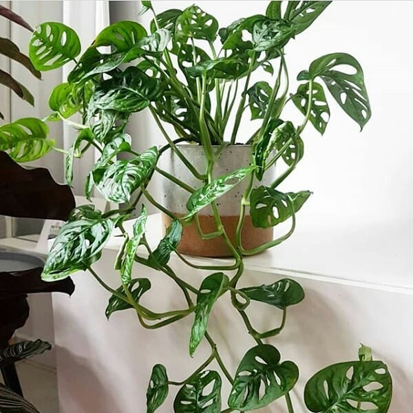 گیاه پوتوس بهترین گیاه آپارتمانی