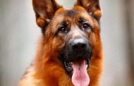 معرفی و آشنایی با باهوش ترین نژاد سگ ها