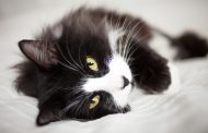 چند حقیقت جالب در رابطه با گربه تاکسیدو سیاه و سفید