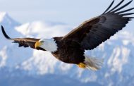 معرفی عقاب های شکاری و قدرتمند در دنیا