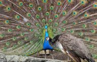 غرق شدن در دنیای زیبای طاووس ها