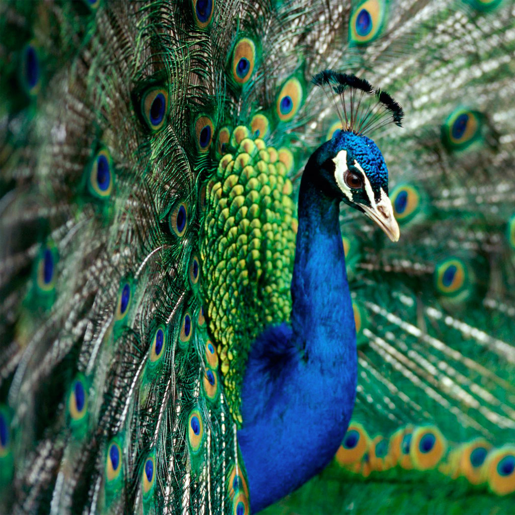 طاووس ها