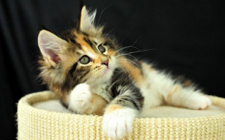 زیباترین نژاد گربه