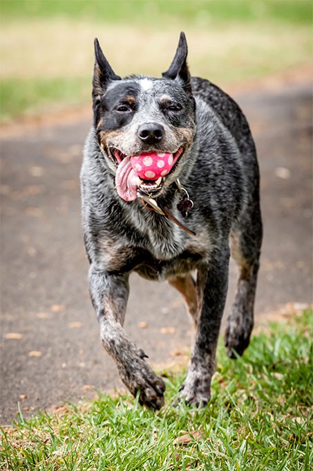 سگ کتل داگ استرالیایی