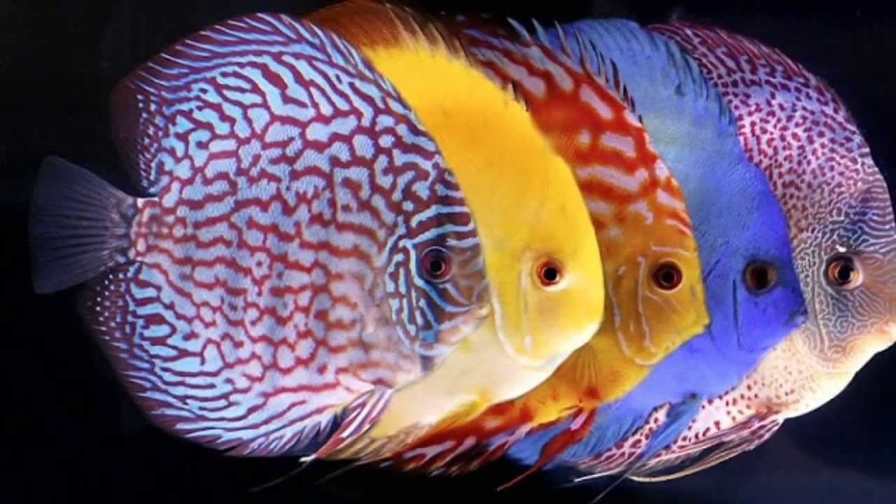 شناخت و نگهداری ماهی دیسکاس