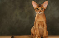خصوصیات فیزیکی و رفتاری گربه حبشی را بیشتر بشناسیم