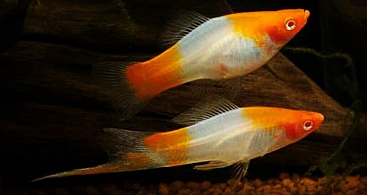 ماهی دم شمشیری یا سوردتیل ( Swordtail ) و خصوصیات آن