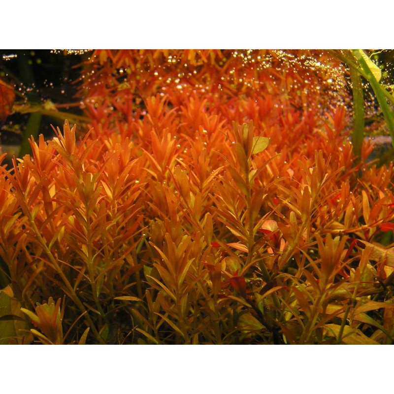 معرفی چند نوع از گیاهان آکواریومی که برای رشد به نور کمی احتیاج دارند.