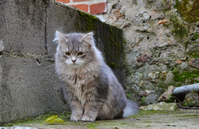 گربه سیبرین