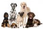 معرفی 7 نژاد برتر سگ که رفتار دوستانه ای با کودکان دارند!
