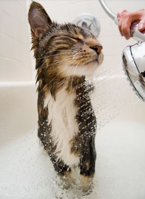  حمام کردن گربه 