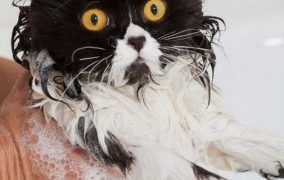 حمام کردن گربه به چه صورت باید باشد؟