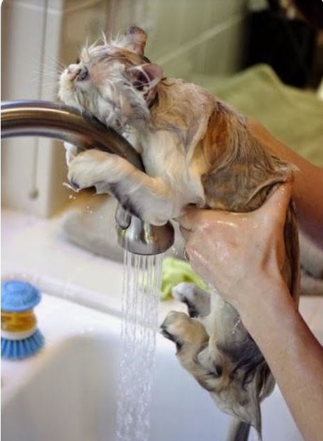 حمام کردن گربه 