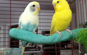 بررسی موارد و لوازم مورد نیاز نگهداری پرنده ها