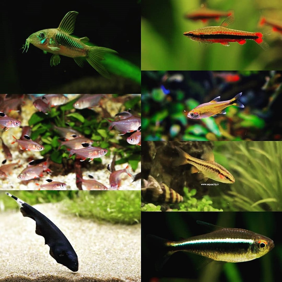 انواع ماهی ها بر اساس محیط زندگی 