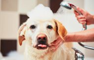چگونگی نظافت حرفه ای سگ ها